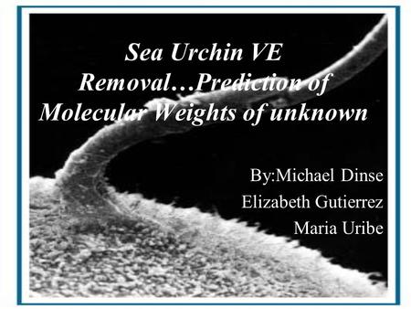 Sea Urchin VE Removal…Prediction of Molecular Weights of unknown By:Michael Dinse Elizabeth Gutierrez Maria Uribe.