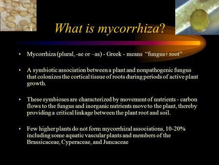 What is mycorrhiza? Mycorrhiza (plural, -ae or –as) - Greek - means “fungus+ root” A symbiotic association between a plant and nonpathogenic fungus that.