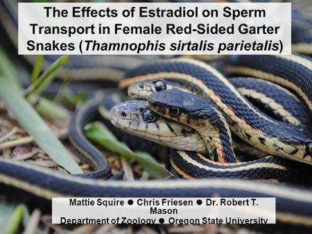 The Effects of Estradiol on Sperm Transport in Female Red-Sided Garter Snakes (Thamnophis sirtalis parietalis) Mattie Squire ● Chris Friesen ● Dr. Robert.