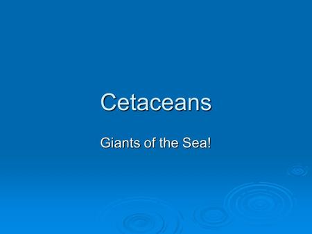 Cetaceans Giants of the Sea!. Cetaceans  Mammals  Aquatic  Some of the largest animals in the world.