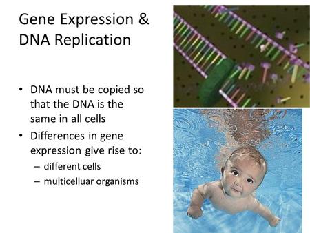 Gene Expression & DNA Replication DNA must be copied so that the DNA is the same in all cells Differences in gene expression give rise to: – different.