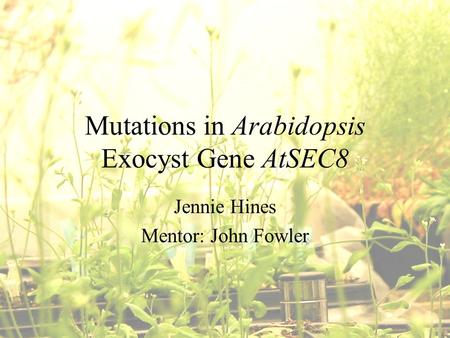Mutations in Arabidopsis Exocyst Gene AtSEC8 Jennie Hines Mentor: John Fowler.