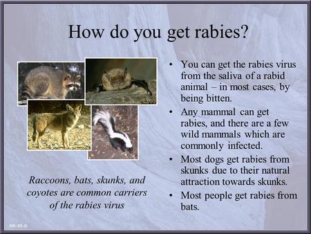 How do you get rabies? You can get the rabies virus from the saliva of a rabid animal – in most cases, by being bitten. Any mammal can get rabies, and.