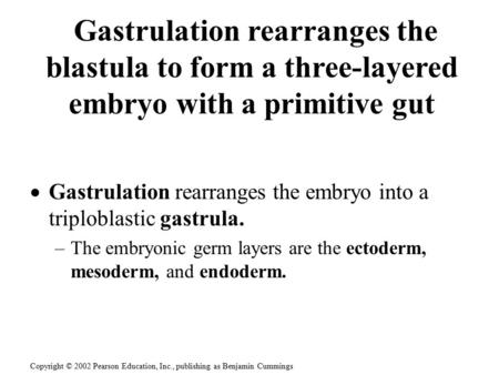  Gastrulation rearranges the embryo into a triploblastic gastrula. –The embryonic germ layers are the ectoderm, mesoderm, and endoderm. Gastrulation rearranges.