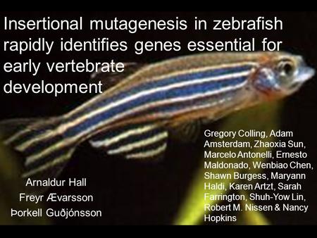 Insertional mutagenesis in zebrafish rapidly identifies genes essential for early vertebrate development Arnaldur Hall Freyr Ævarsson Þorkell Guðjónsson.