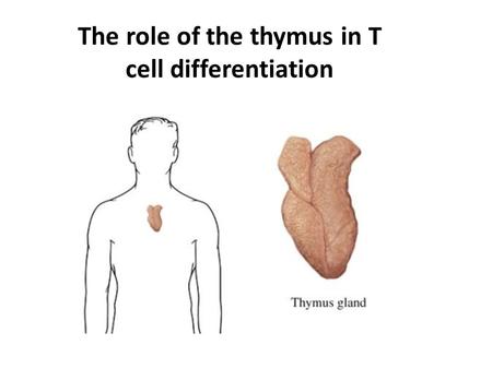 The role of the thymus in T cell differentiation.