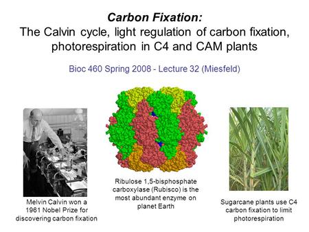 Carbon Fixation: The Calvin cycle, light regulation of carbon fixation, photorespiration in C4 and CAM plants Bioc 460 Spring 2008 - Lecture 32 (Miesfeld)