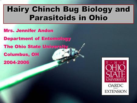 Hairy Chinch Bug Biology and Parasitoids in Ohio