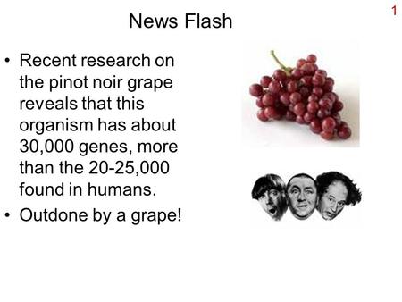 News Flash Recent research on the pinot noir grape reveals that this organism has about 30,000 genes, more than the 20-25,000 found in humans. Outdone.