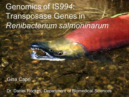 Genomics of IS994: Transposase Genes in Renibacterium salmoninarum Gina Capri Dr. Daniel Rockey, Department of Biomedical Sciences.