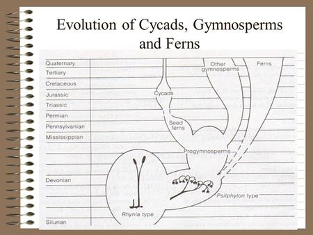 Evolution of Cycads, Gymnosperms and Ferns