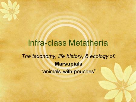 Infra-class Metatheria The taxonomy, life history, & ecology of: Marsupials “animals with pouches”