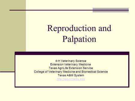 Reproduction and Palpation 4-H Veterinary Science Extension Veterinary Medicine Texas AgriLife Extension Service College of Veterinary Medicine and Biomedical.