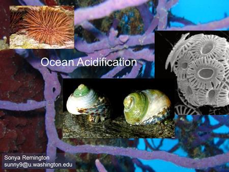 Ocean Acidification Sonya Remington