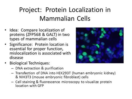 Project: Protein Localization in Mammalian Cells Idea: Compare localization of proteins (ZFP568 & GALT) in two types of mammalian cells Significance: Protein.