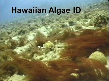 Hawaiian Algae ID.