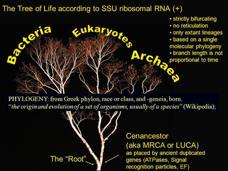 Cenancestor (aka MRCA or LUCA) as placed by ancient duplicated genes (ATPases, Signal recognition particles, EF) The “Root” strictly bifurcating no reticulation.