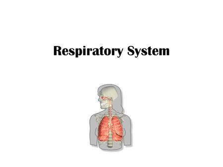 Respiratory System. Functions Gas exchange = respiration [series of events that includes ventilation, external respiration, transport of gases & internal.