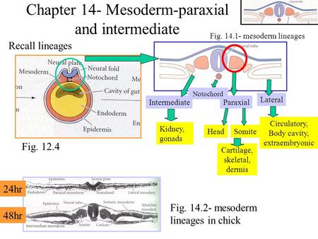 Chapter 14- Mesoderm-paraxial and intermediate
