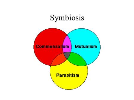 Symbiosis. Symbioses - species living in close association Parasitism +,- parasite benefits, host harmed Commensalism +,0 or 0,0 can have positive effect.