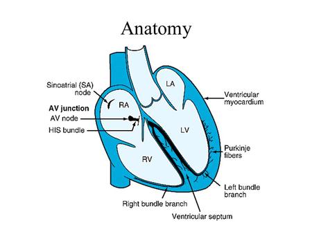 Anatomy.