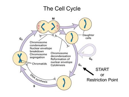START or Restriction Point The Cell Cycle. The Main Jobs of the Cell Cycle: 1.To accurately transmit the genetic information! 2.To maintain normal ploidy;
