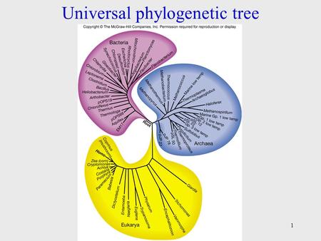 Universal phylogenetic tree