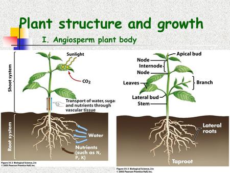 Plant structure and growth I. Angiosperm plant body.