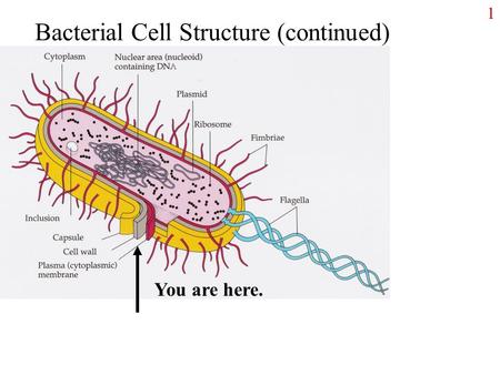 1 Bacterial Cell Structure (continued) You are here.