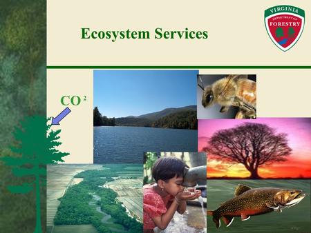 Ecosystem Services CO 2. External Costs The loss of many of these ecosystem services is a social cost. It is not a transaction cost when converting to.