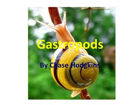 Gastropods By Chase Hodgkins. What Does My Invertebrate Look Like has a spiraled shell or no shell it can be brown,green,and yellow it has two antennas.