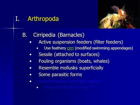 I.Arthropoda B.Cirripedia (Barnacles) Active suspension feeders (filter feeders)Active suspension feeders (filter feeders) Use feathery cirri (modified.