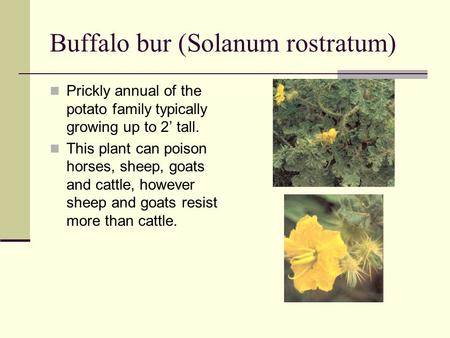 Buffalo bur (Solanum rostratum) Prickly annual of the potato family typically growing up to 2’ tall. This plant can poison horses, sheep, goats and cattle,