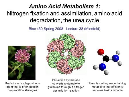 Amino Acid Metabolism 1: Nitrogen fixation and assimilation, amino acid degradation, the urea cycle Bioc 460 Spring 2008 - Lecture 38 (Miesfeld) Urea is.