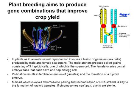 Plant breeding aims to produce gene combinations that improve crop yield In plants as in animals sexual reproduction involves a fusion of gametes (sex.