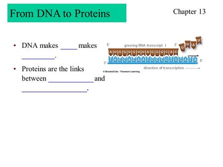 From DNA to Proteins Chapter 13 DNA makes ____ makes ________.