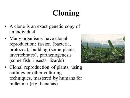 Cloning A clone is an exact genetic copy of an individual Many organisms have clonal reproduction: fission (bacteria, protozoa), budding (some plants,