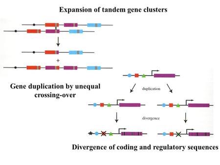 Expansion of tandem gene clusters Gene duplication by unequal crossing-over Divergence of coding and regulatory sequences.