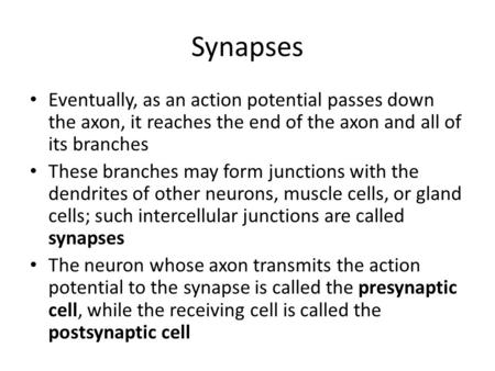 Synapses Eventually, as an action potential passes down the axon, it reaches the end of the axon and all of its branches These branches may form junctions.
