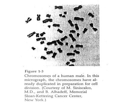 02_13.jpg Human chromosome 4 02_15.jpg 02_15_2.jpg.