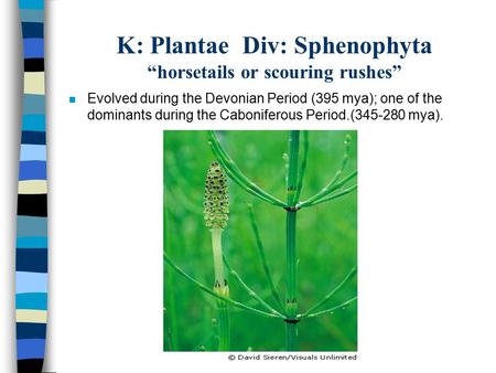K: Plantae Div: Sphenophyta “horsetails or scouring rushes” n Evolved during the Devonian Period (395 mya); one of the dominants during the Caboniferous.