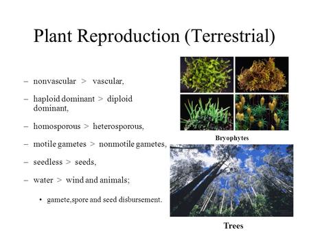 Plant Reproduction (Terrestrial) –nonvascular > vascular, –haploid dominant > diploid dominant, –homosporous > heterosporous, –motile gametes > nonmotile.