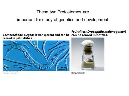 These two Protostomes are important for study of genetics and development.