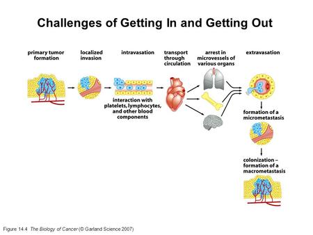 Figure 14.4 The Biology of Cancer (© Garland Science 2007) Challenges of Getting In and Getting Out.