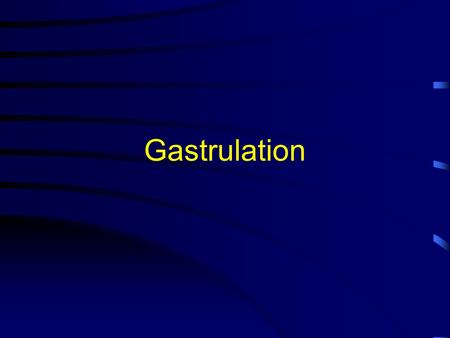 Gastrulation. Gastrulation - The point in embryogenesis where the basic organization of the organism is established. A.Establishment of the three basic.