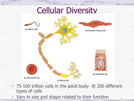 1 Cellular Diversity 75-100 trillion cells in the adult 200 different types of cells Vary in size and shape related to their function.