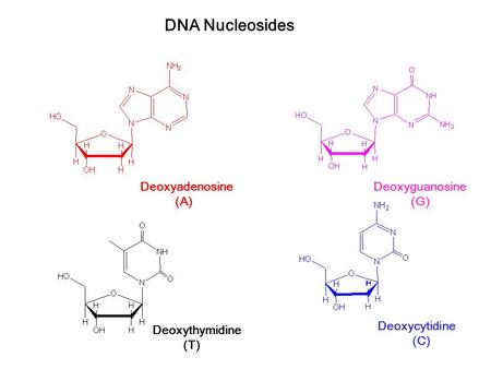 DNA Nucleosides Deoxyadenosine (A) Deoxyguanosine (G) Deoxycytidine (C) Deoxythymidine (T)
