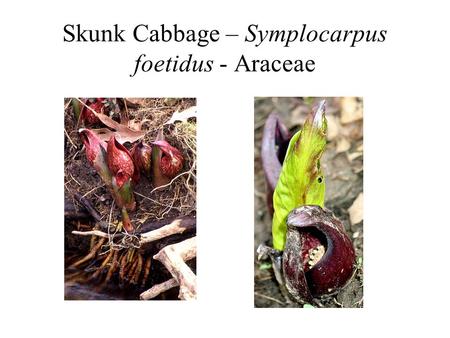 Skunk Cabbage – Symplocarpus foetidus - Araceae. Visit to Missouri Botanical Garden Meet at 7 am at the heating plant Bring a notebook, camera (optional)