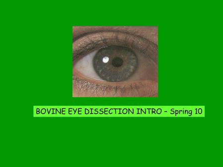 BOVINE EYE DISSECTION INTRO – Spring 10. Can humans or non-human animals see in the dark?