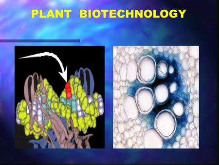 PLANT BIOTECHNOLOGY. Biotechnology Bio  Biology Technology  Application The application of Biology for the benefit of humans.